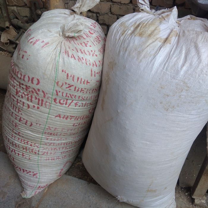 Апилка катта копда тол дарахтидан чиккан