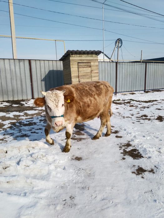 Продавм корову и бычка