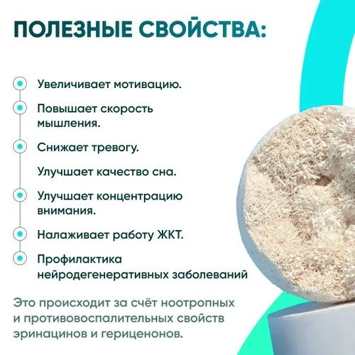 Ежовик гребенчатый ( Hericium ) мицелий,молотый порошок