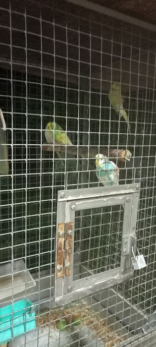 Volnistiy popugay sotiladi