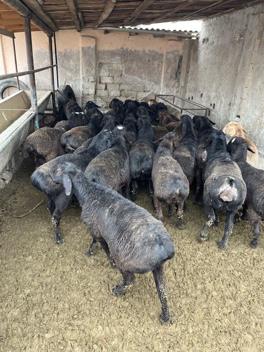 Қошқарлар сатылады