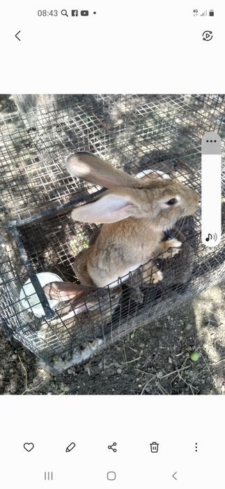 Продам кроликов виликанов
