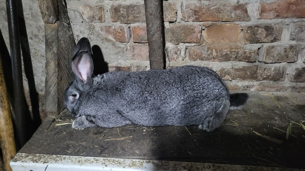 Продам кроликов.