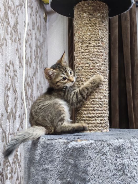 Котëночек в хорошую семью