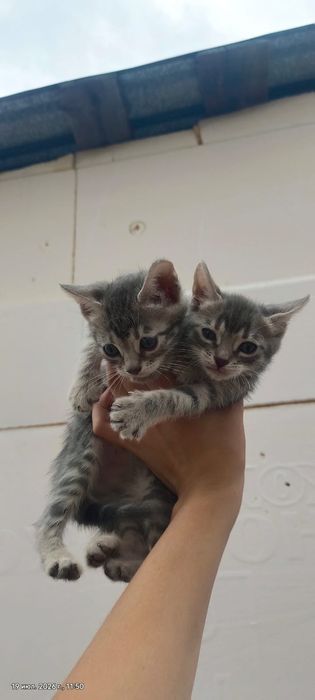 Котята   бесплатно