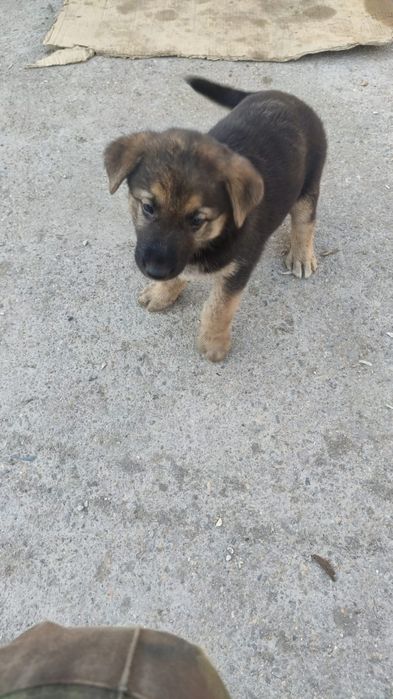 Отдам в добрые руки