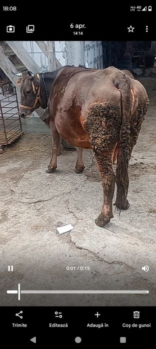 Vând vacă gestantă în 8 luni