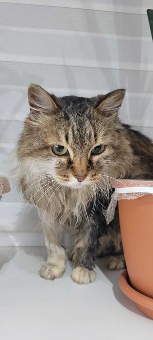 Отдам в добрые руки кошечку