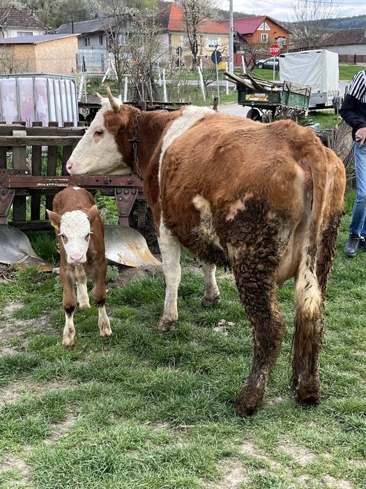 Vaca cu vitel de vanzare