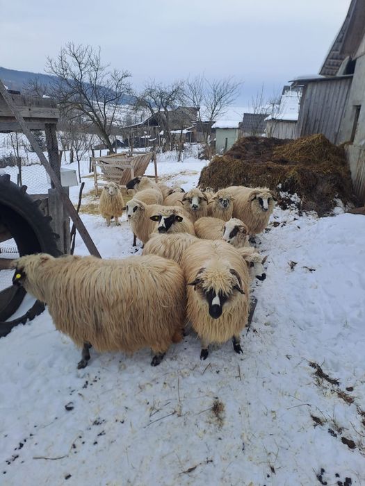 Vând oi bune tinere
