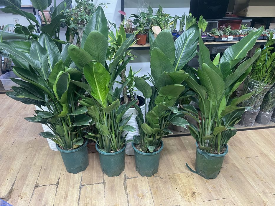 стрелиция николая