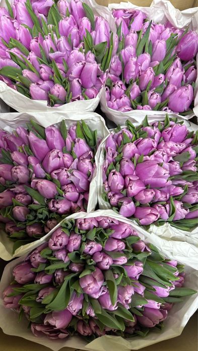 Свежие Тюльпаны оптом