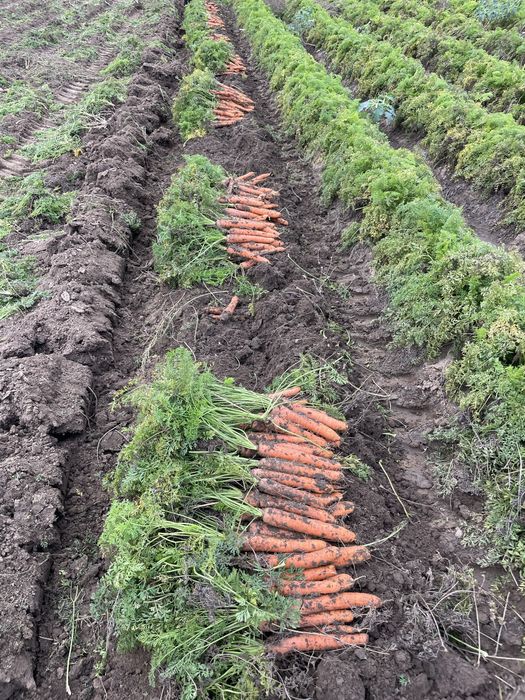 Vand Morcovi Calitatea I