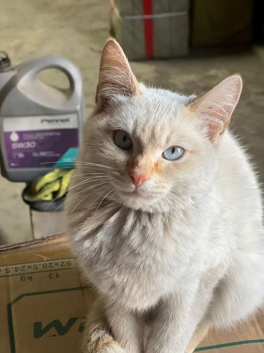 Мысык тегын  берыледы