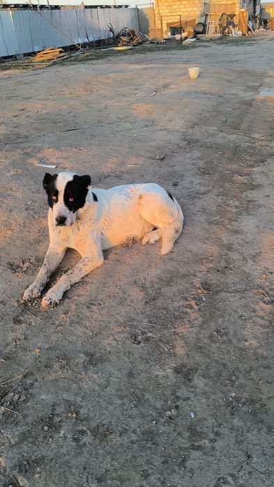 Алабай Сатылады жас