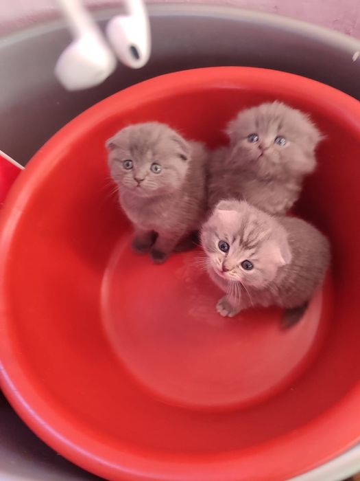 Котята вислоухие