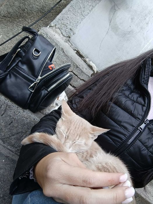 Подарявам котенце