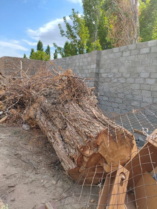 Дерево, Ағаш, Тал