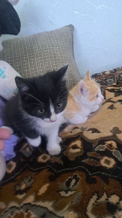 Отдам котят в добрые,любящие руки!