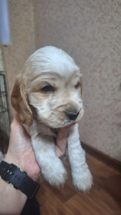 Продаются щенки спаниеля