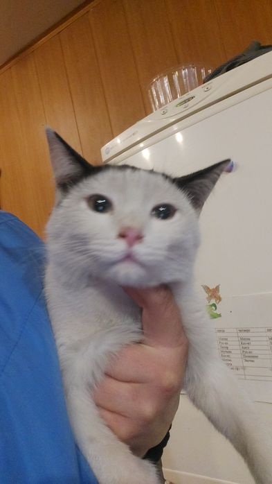 Котенок. Отдам котят.