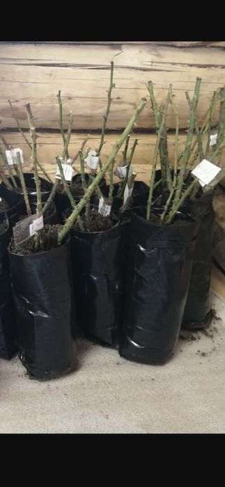 Продажа саженцев