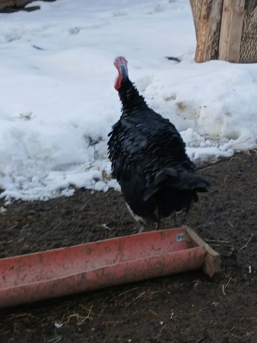 vând curcan tânăr bun de prasila bibilici