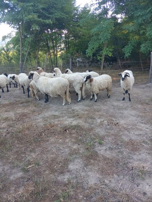 Disponibile 4buc tânăre cu 4miele Jud.Hunedoara