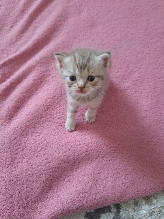 Продаем милых котят