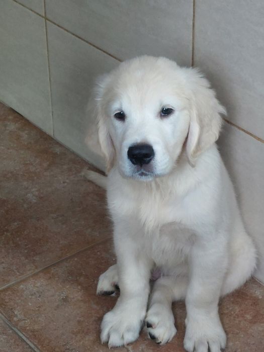 Vand  mascul golden retriever
