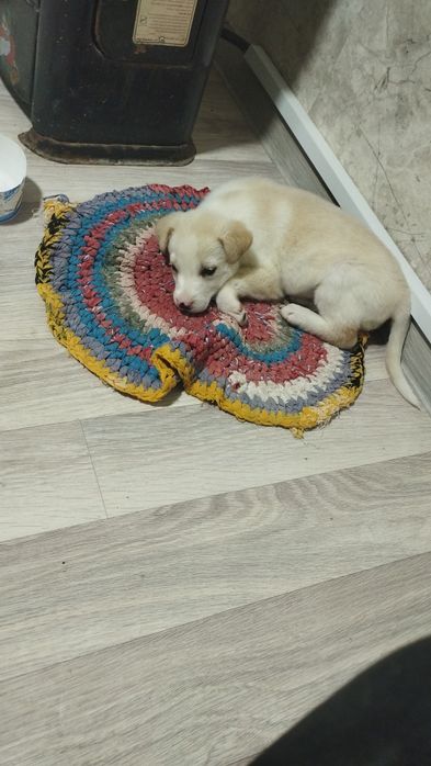 Отдам щенка в добрые руки