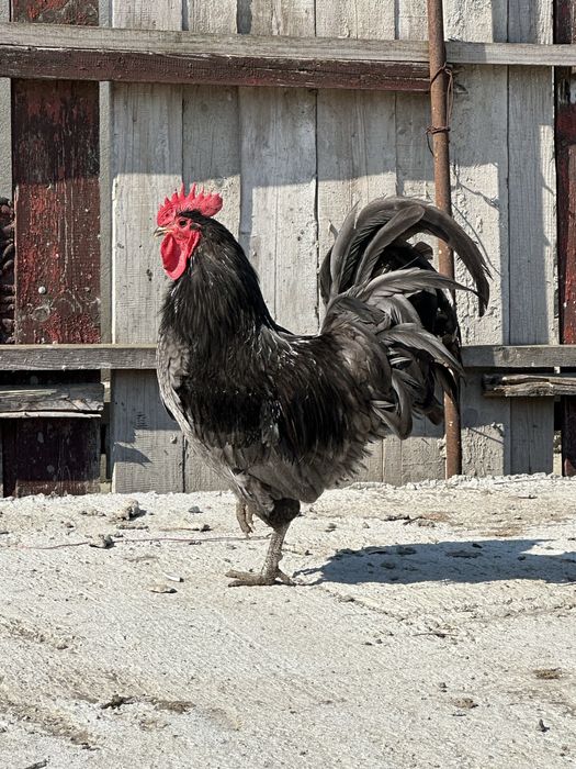 Oua pentru incubat Wiandotte si Australorp