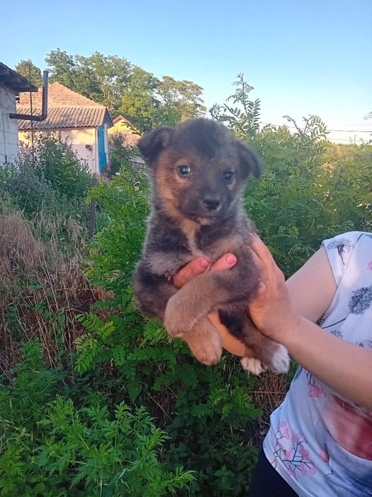 Puiuți pentru adopție