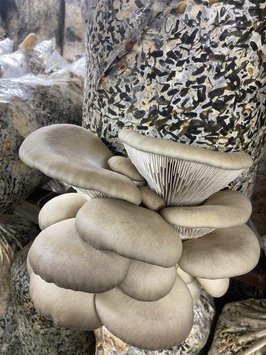 Продам грибы вешенка.