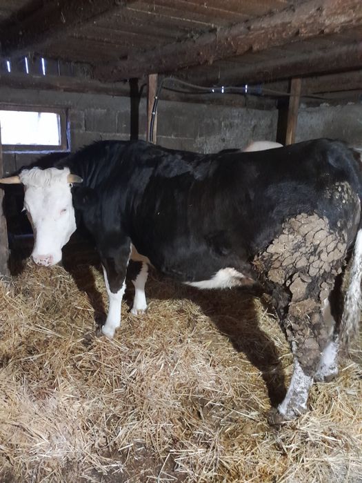 Juninca de vînzare.