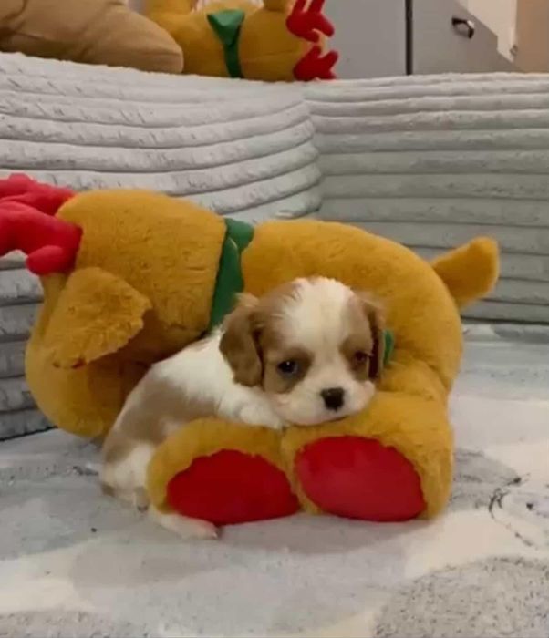 Кавалер Кинг Чарльз Спаниель