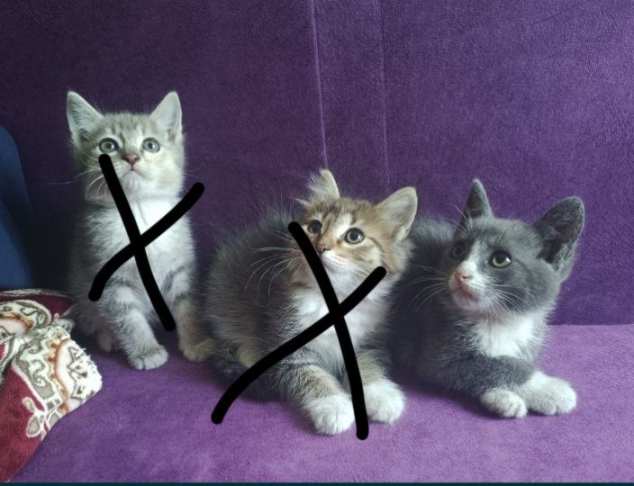 Отдам котят, девочки.