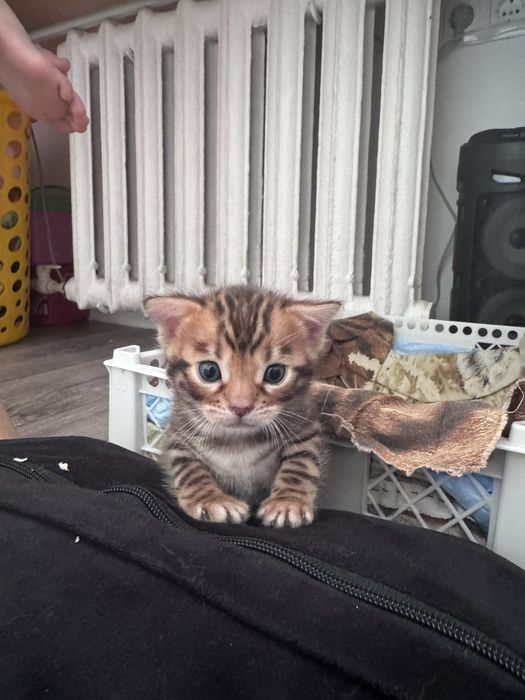 Продам бенгальских котят