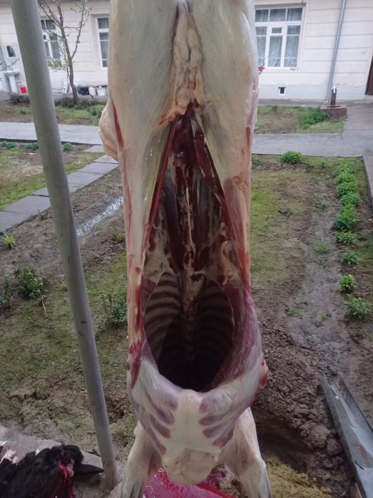 Qssob Qassobchilik qurbolu