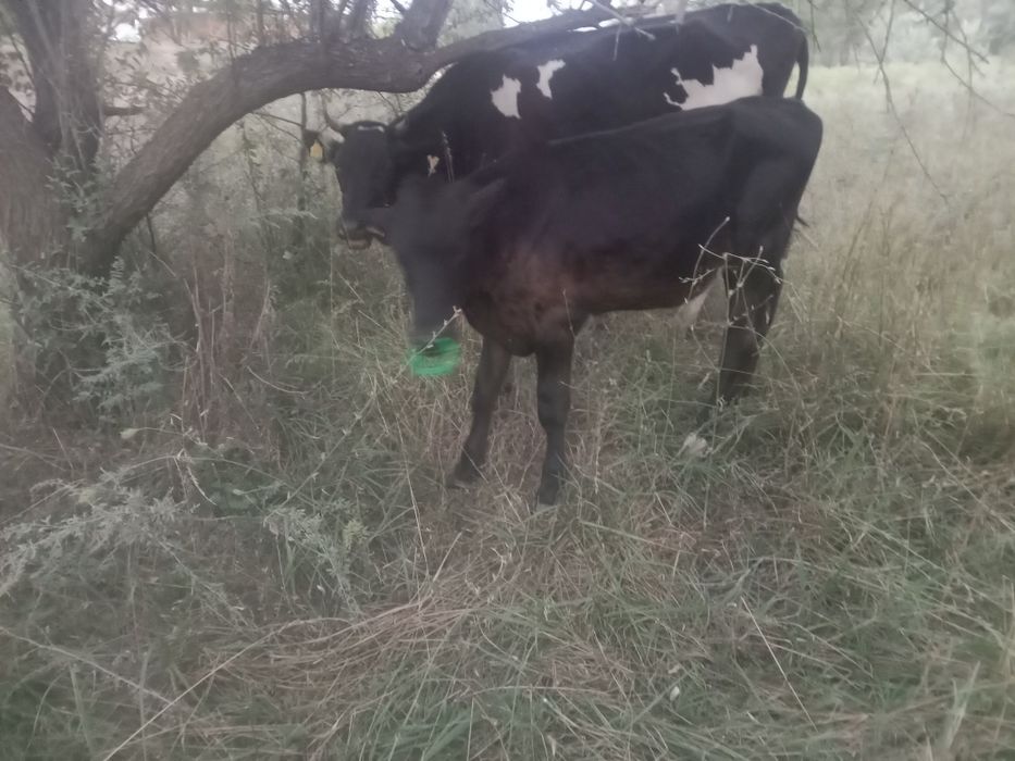 Продам телята и бычок