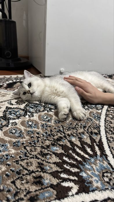 Британская шиншилла серебро