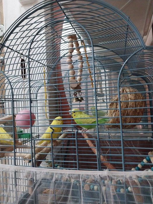 Продам волнистые попугаев