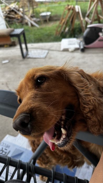 Cocker Spaniel mascul