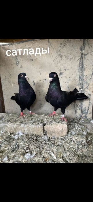 Голоби всоколотни