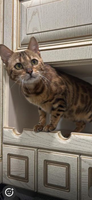 Кошка Бенгальской породы