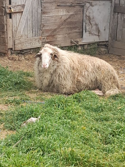 Продавам 11 дойни овце и 1 коч