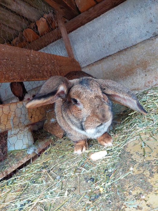 Vând mascul Urias German