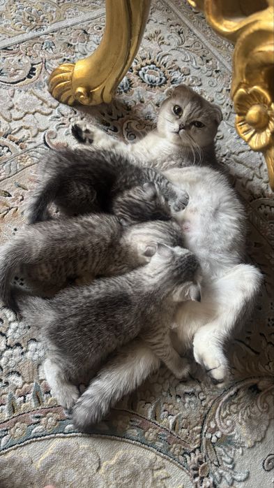 Шотланская вислоухая (Scottish Fold)