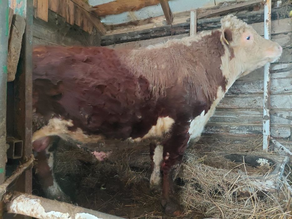 Племенной акбас 1 категория