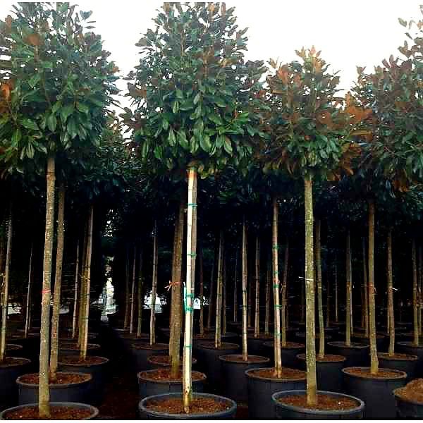 Plante ornamentale, brazi, tuia spirale, copaci, tei, mesteacan,platan